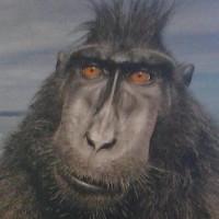 Avatar von wilson139