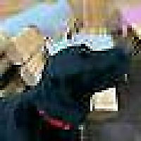 Avatar von woel
