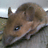 Avatar von wulferhard